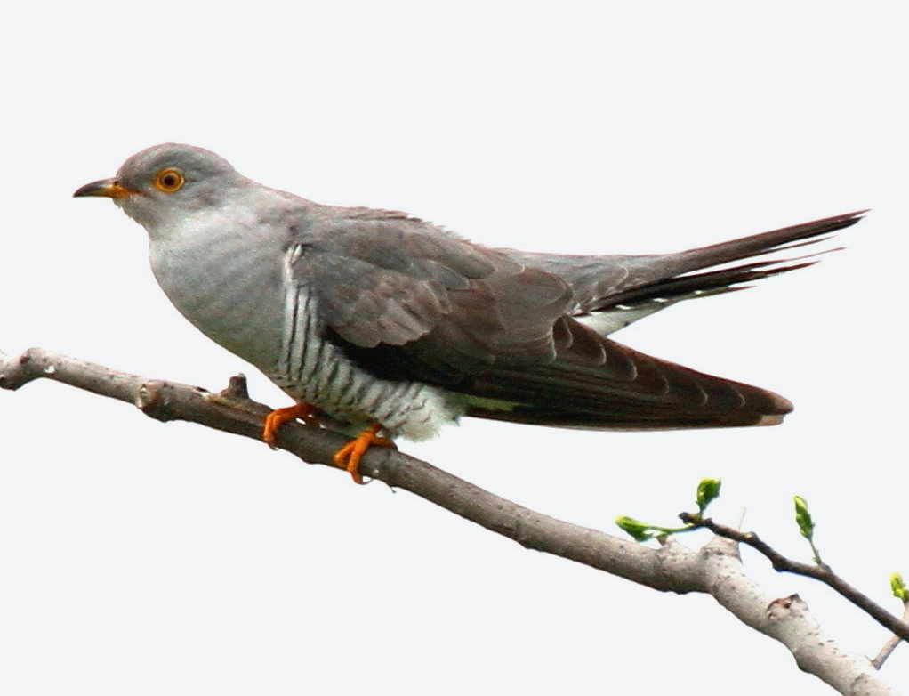 f:id:karorintaro:20180108032023j:plain