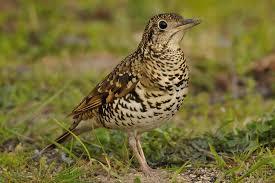 f:id:karorintaro:20180108032056j:plain