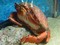アサヒガニ