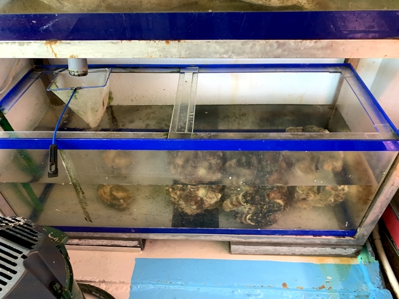 店内に展示されている巨大なシャコガイ