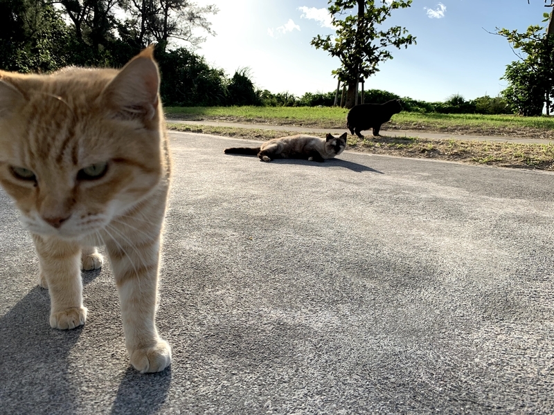 人懐っこく近づいてくるトラ猫