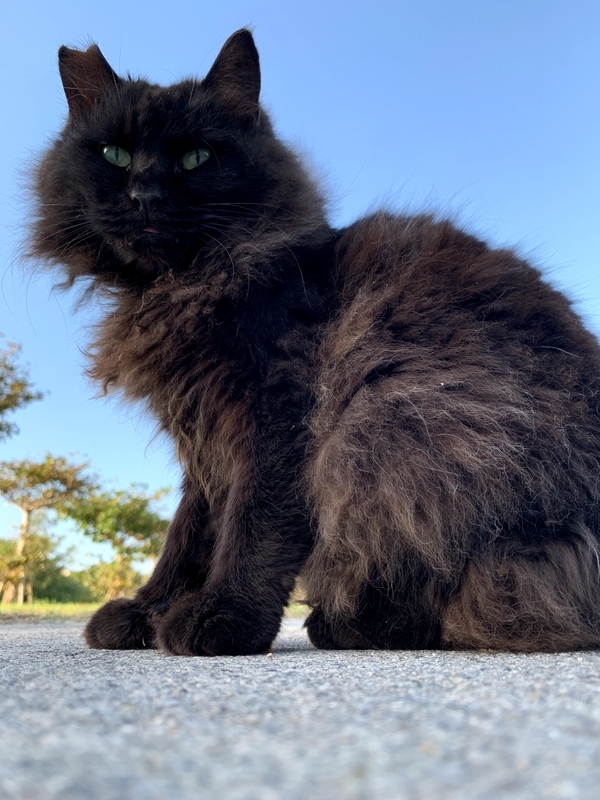 少し警戒しながらこちらを見る猫