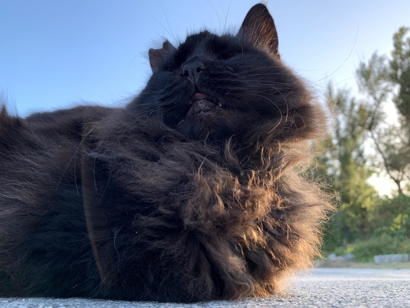その場でリラックスする猫