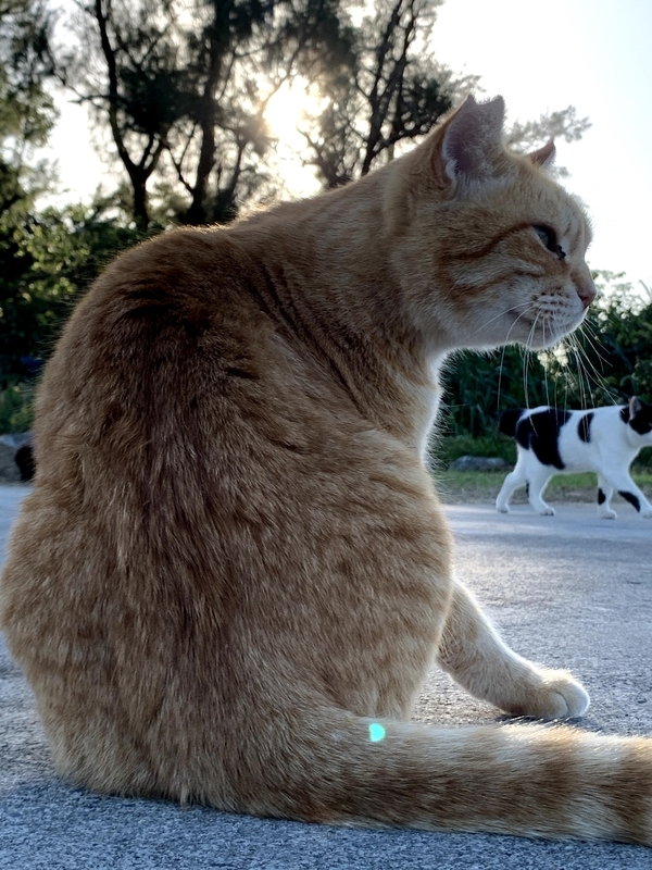 くつろいだ表情を見せる猫