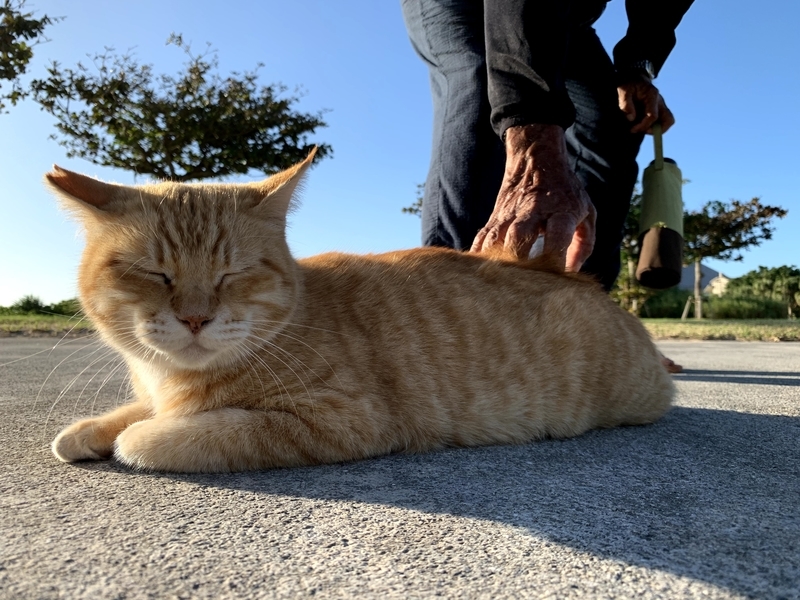 通りがかりの人になでられる猫