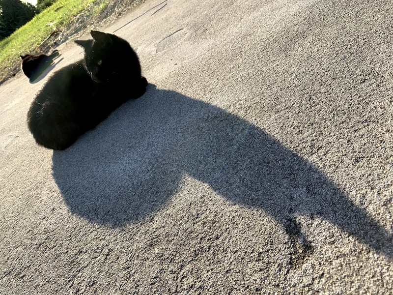 日向ぼっこをする猫たち