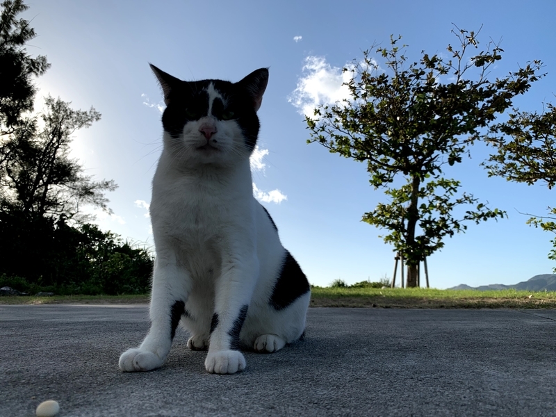 少し不機嫌そうにこちらを見る猫