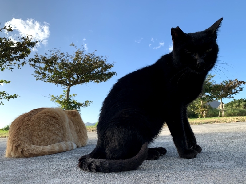 じっとこちらを見る猫