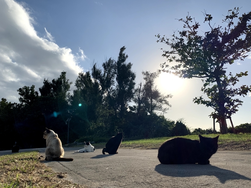 のんびり過ごしている猫
