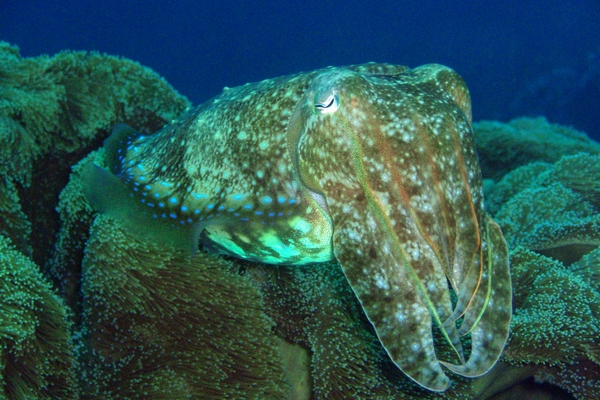 沖縄でクブシミと呼ばれるコウイカ