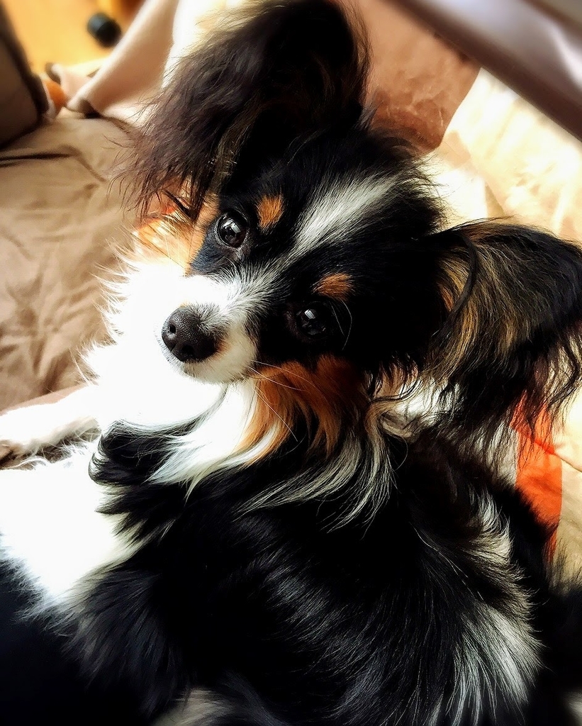 f:id:karu_cha:20181219221418j:plain f:id:karu_cha:20181219221418j:plain