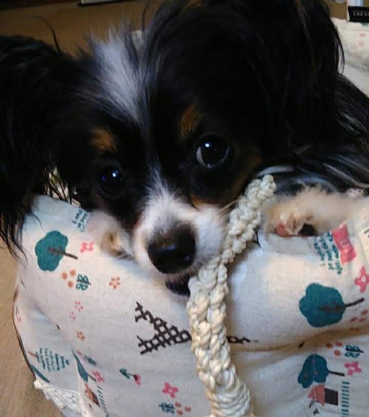 f:id:karu_cha:20190117183428j:plain f:id:karu_cha:20190117183428j:plain