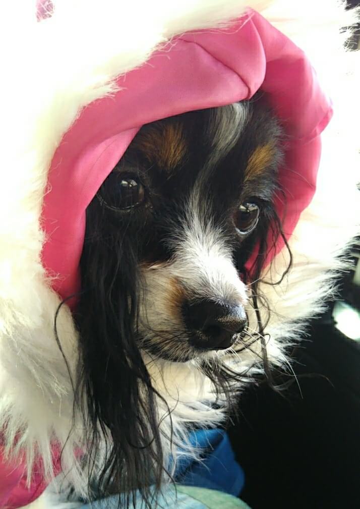 f:id:karu_cha:20190121221052j:plain f:id:karu_cha:20190121221052j:plain