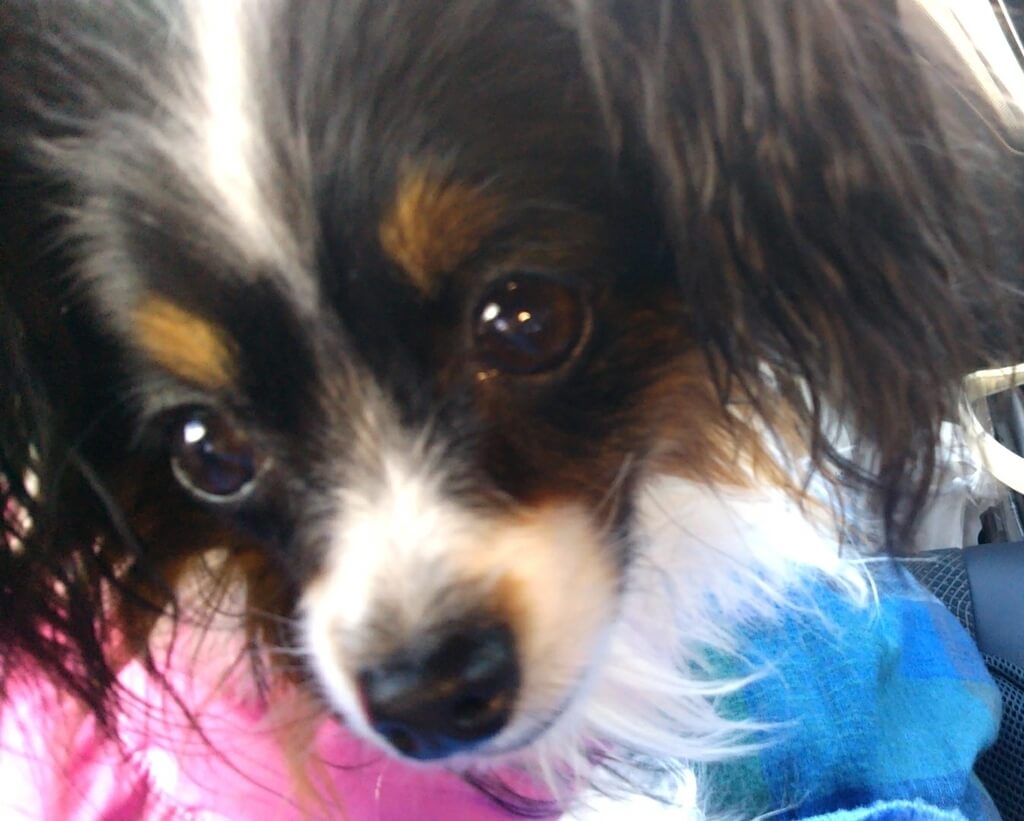 f:id:karu_cha:20190206194433j:plain f:id:karu_cha:20190206194433j:plain