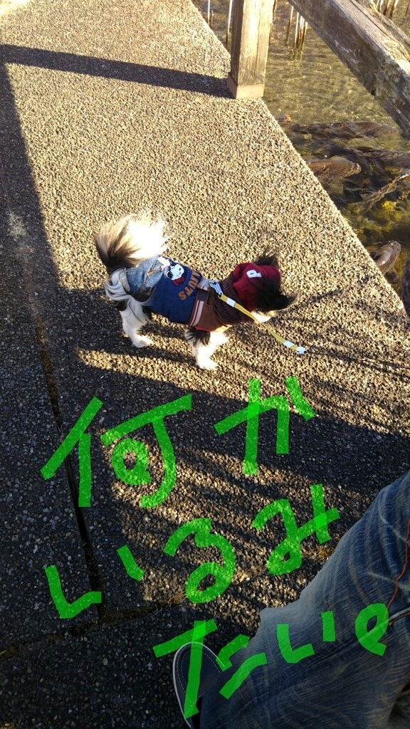 f:id:karu_cha:20190325190152j:plain