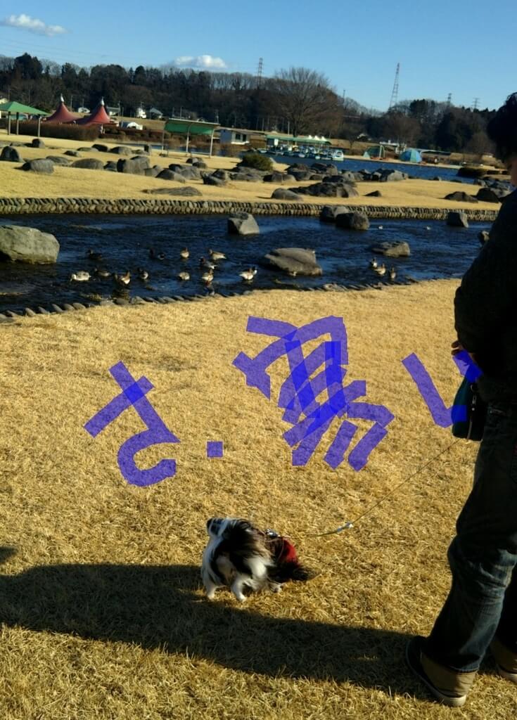 f:id:karu_cha:20190325191652j:plain f:id:karu_cha:20190325191652j:plain
