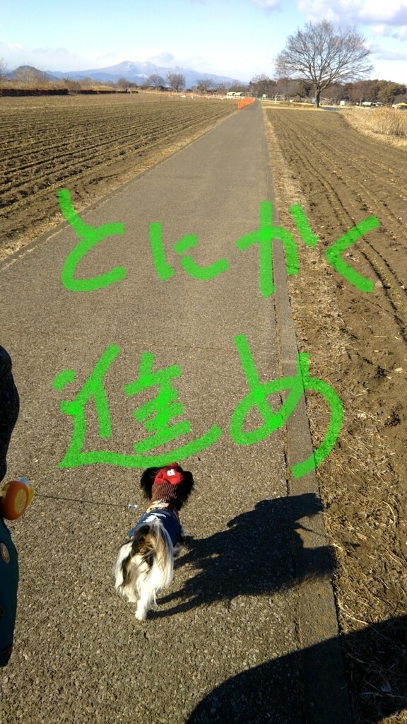 f:id:karu_cha:20190325191718j:plain f:id:karu_cha:20190325191718j:plain