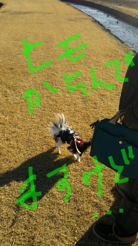 f:id:karu_cha:20190325191831j:plain f:id:karu_cha:20190325191831j:plain