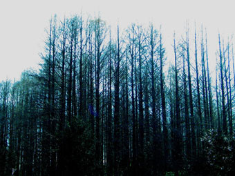 f:id:karugamasky:20040109100513j:plain
