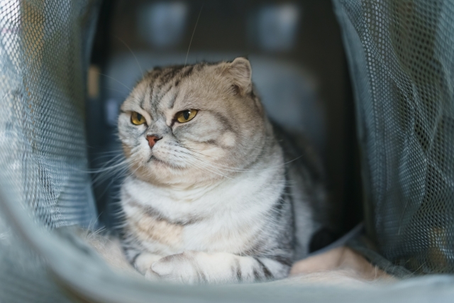 独りぼっちで避難シェルターにいる猫