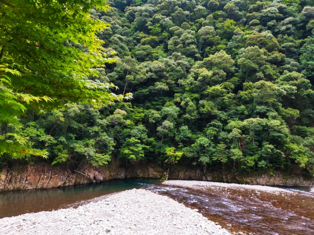 新緑の中流れる熊野川