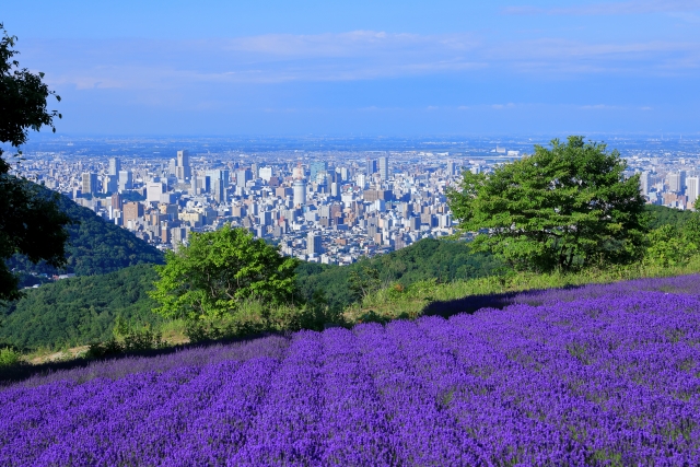 幌見峠から眺めるラベダー畑と中心市街地との景色