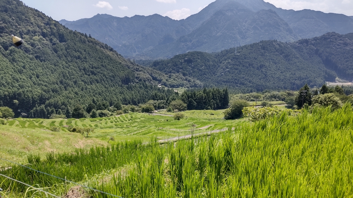 夏の生育状態の良い稲と丸山千枚田