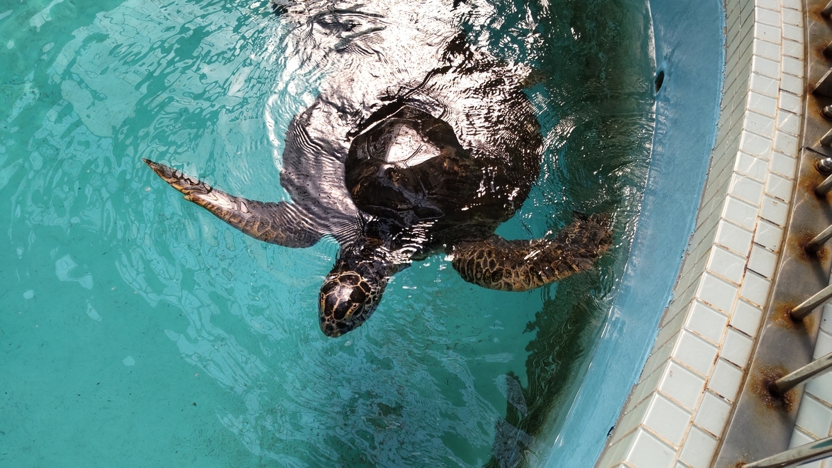 水槽で泳ぐ人になつっこいウミガメの姿