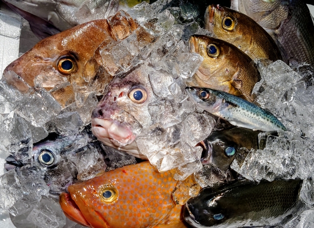 新鮮な魚が発泡スチロール箱に詰め合わせになっている様子