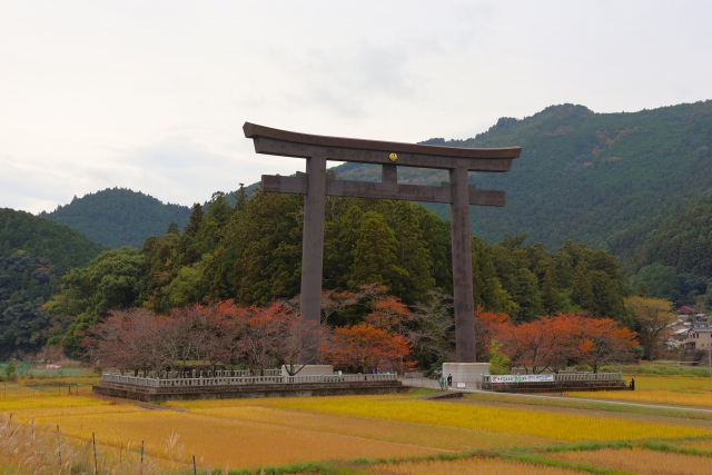 11月中旬の熊野本宮大社大鳥居と稲穂と紅葉