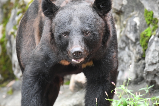 ソロハイク女子・男子必見！熊野古道でクマに遭遇した時の正しい対処法