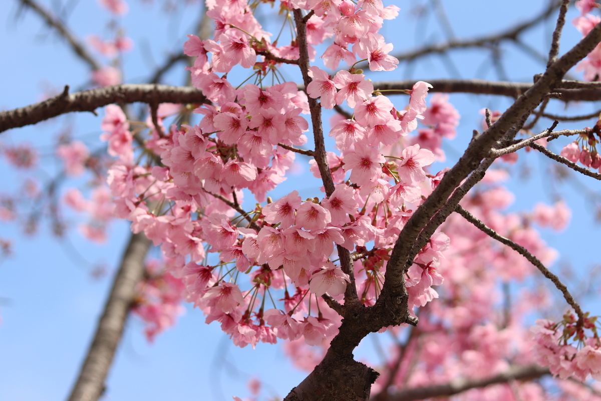 f:id:karunasu:20190405191231j:plain