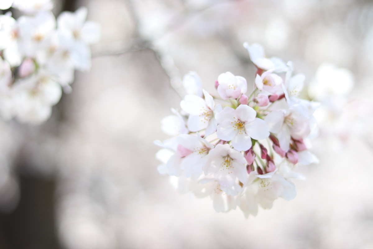 f:id:karunasu:20190405191239j:plain
