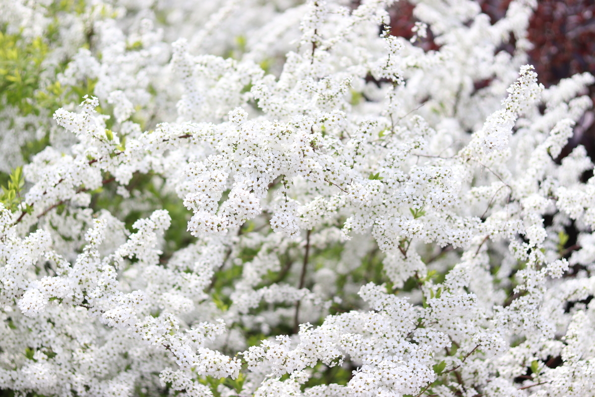f:id:karunasu:20190405191632j:plain