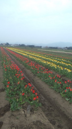 f:id:karupisupipi:20120413132912j:image