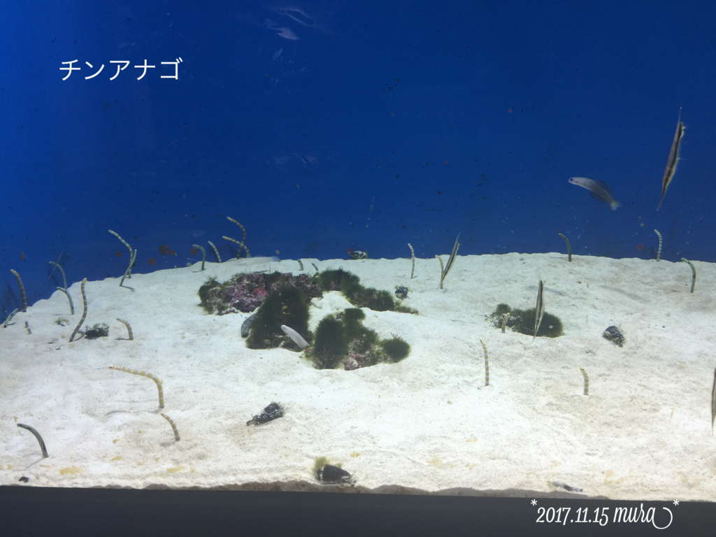 f:id:karutakko-muratan:20171121111029j:plain