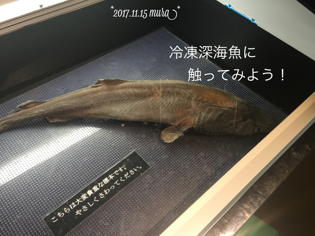 f:id:karutakko-muratan:20171121111051j:plain