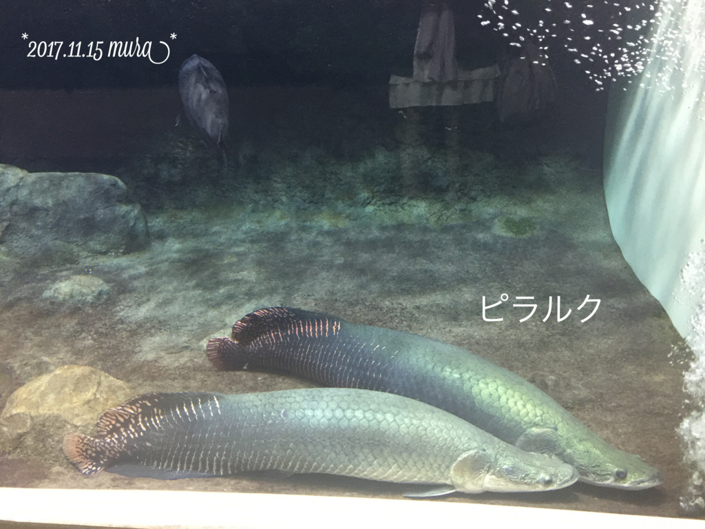 f:id:karutakko-muratan:20171121111119j:plain