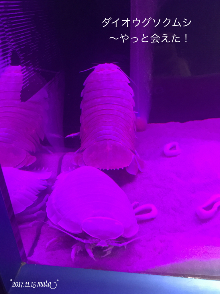f:id:karutakko-muratan:20171121111215j:plain