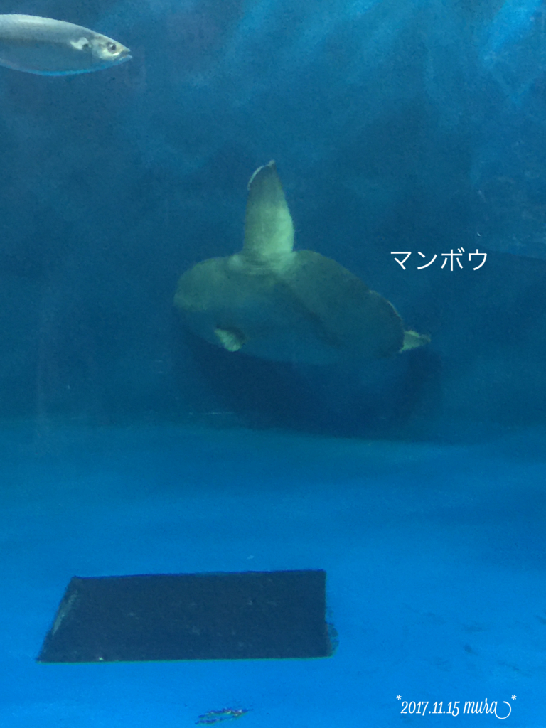 f:id:karutakko-muratan:20171121111249j:plain
