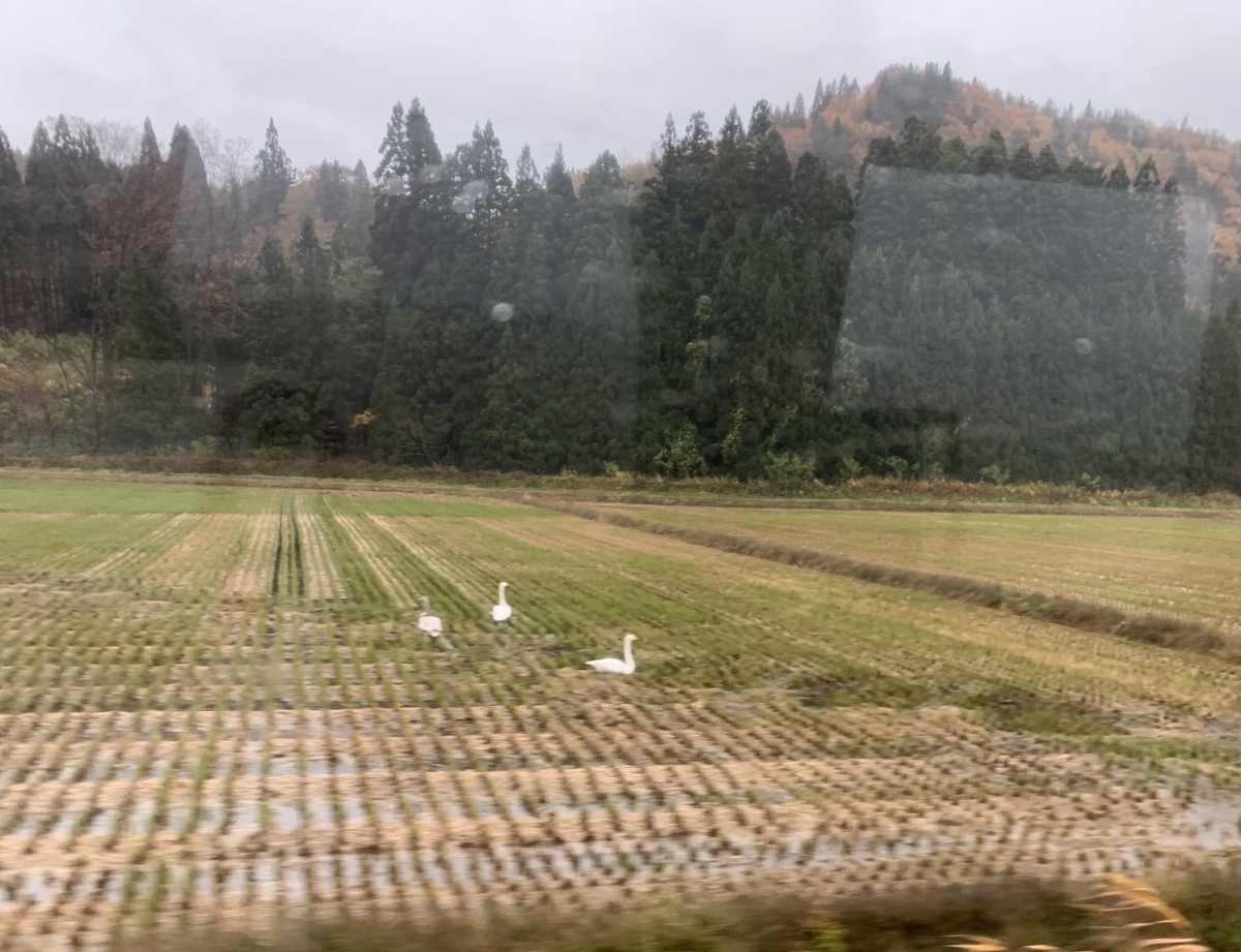 f:id:karutakko-muratan:20191115090633j:plain
