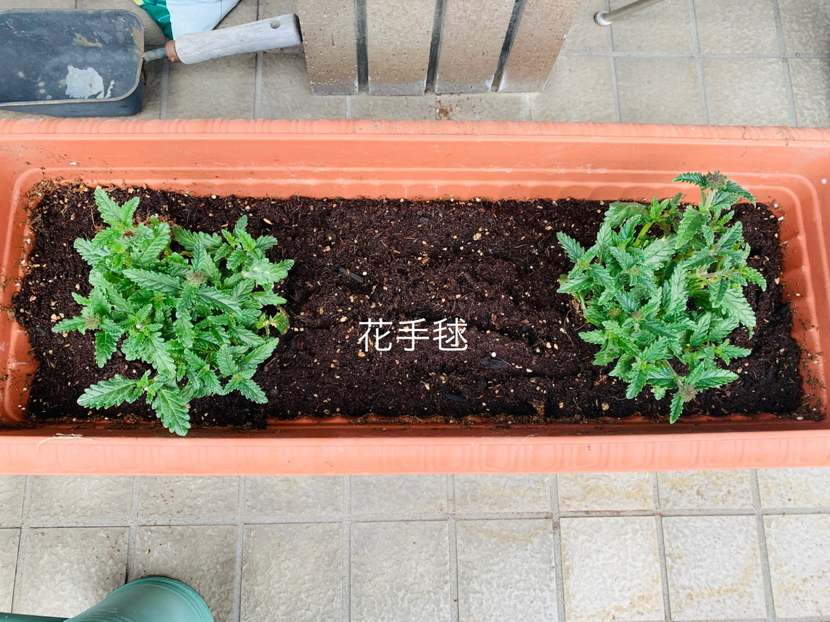 f:id:karutakko-muratan:20200505000716j:plain f:id:karutakko-muratan:20200505000716j:plain