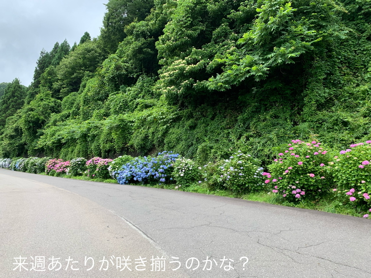 f:id:karutakko-muratan:20200706102054j:plain f:id:karutakko-muratan:20200706102054j:plain