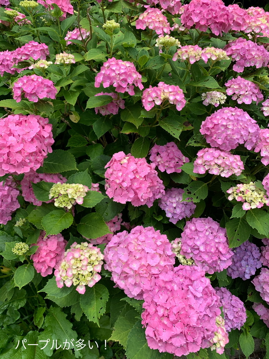 f:id:karutakko-muratan:20200706102145j:plain