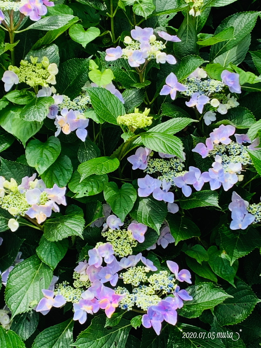 f:id:karutakko-muratan:20200706102217j:plain