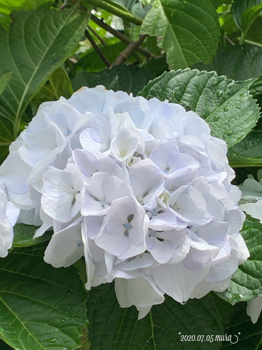 f:id:karutakko-muratan:20200706102231j:plain