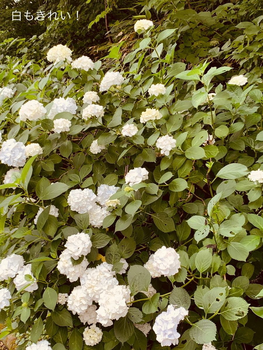 f:id:karutakko-muratan:20200706102315j:plain f:id:karutakko-muratan:20200706102315j:plain