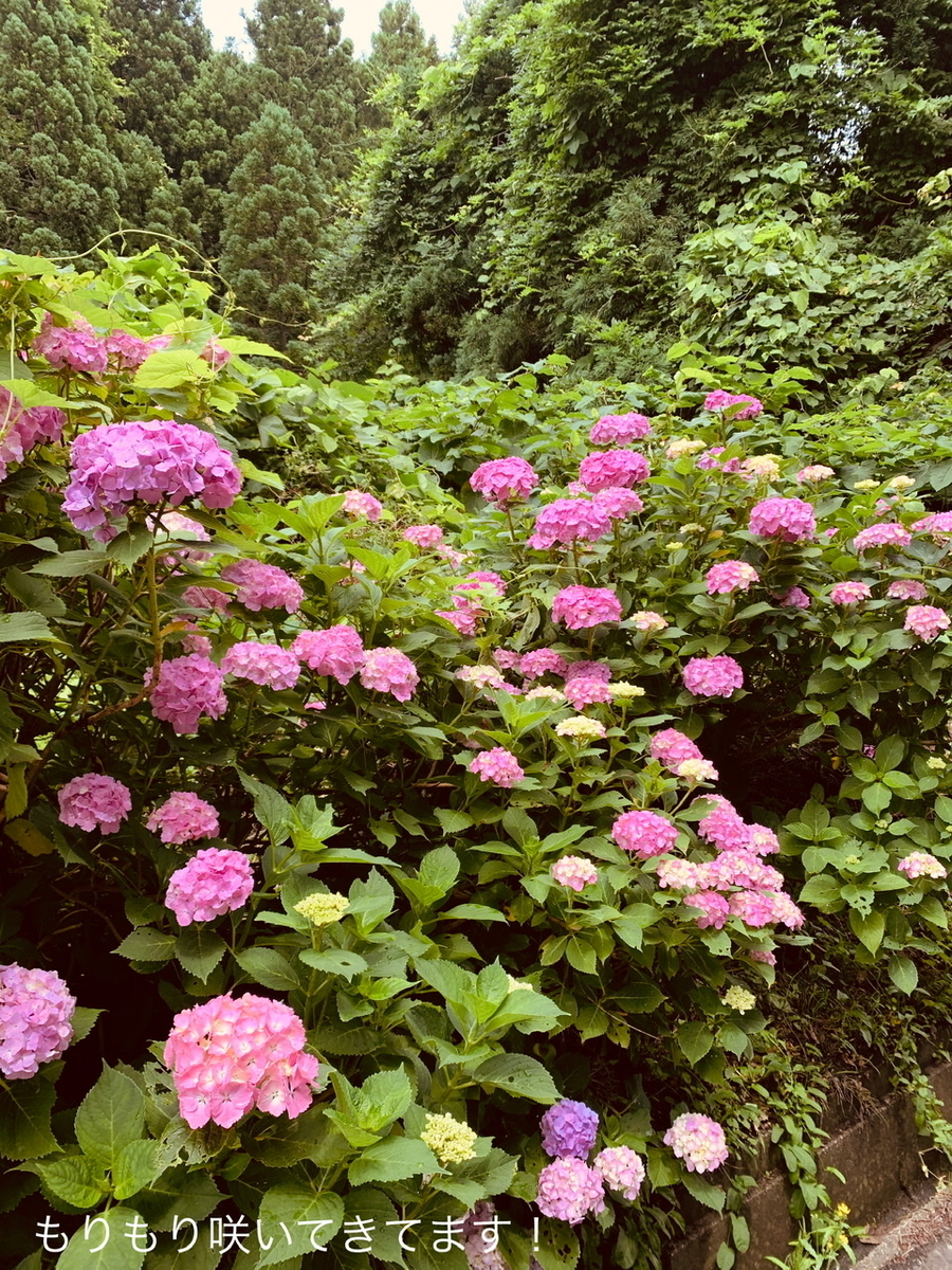 f:id:karutakko-muratan:20200706102348j:plain f:id:karutakko-muratan:20200706102348j:plain