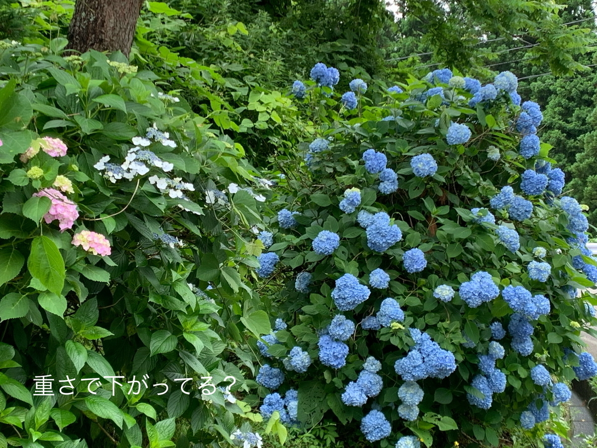 f:id:karutakko-muratan:20200706102438j:plain f:id:karutakko-muratan:20200706102438j:plain