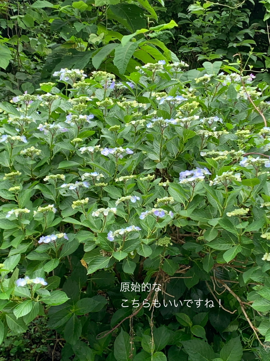 f:id:karutakko-muratan:20200706102456j:plain